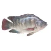 TILAPIA FISH RAS FARM
