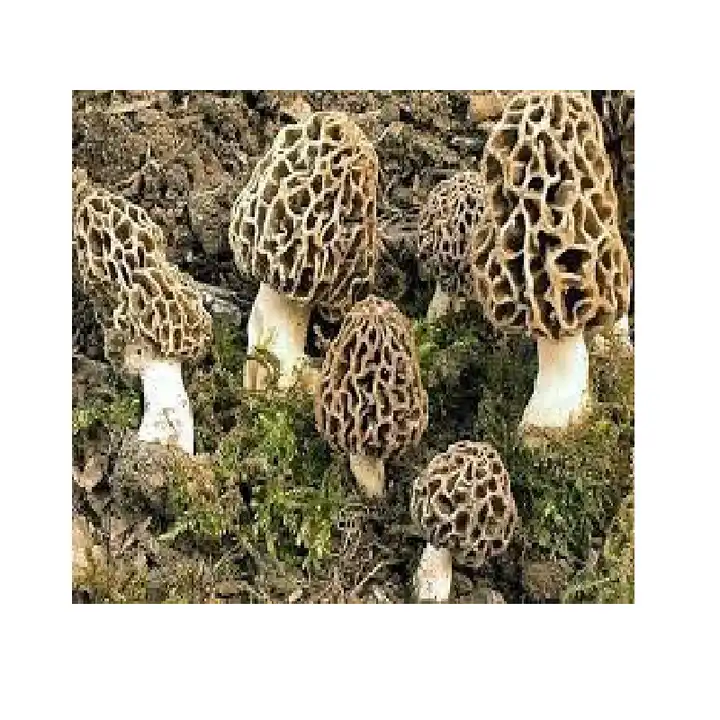 Morel Mushroom Farm Morel Mushroom Farm