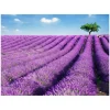 LAVENDER OIL PRODUCTION LINE