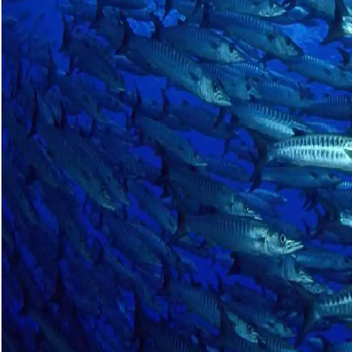 Fish Meal & Oil Production Line Fish Meal & Oil Production Line