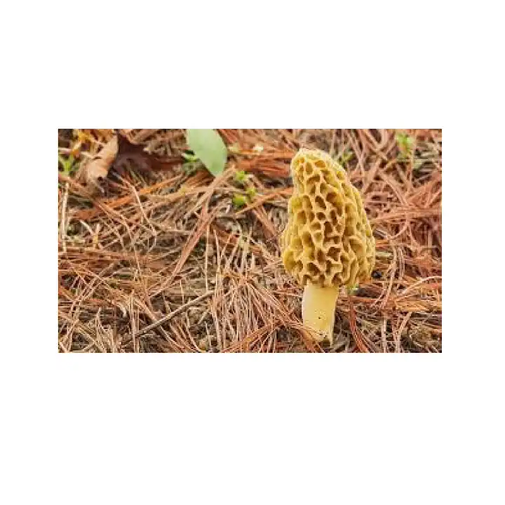 Morel Mushroom Farm Morel Mushroom Farm